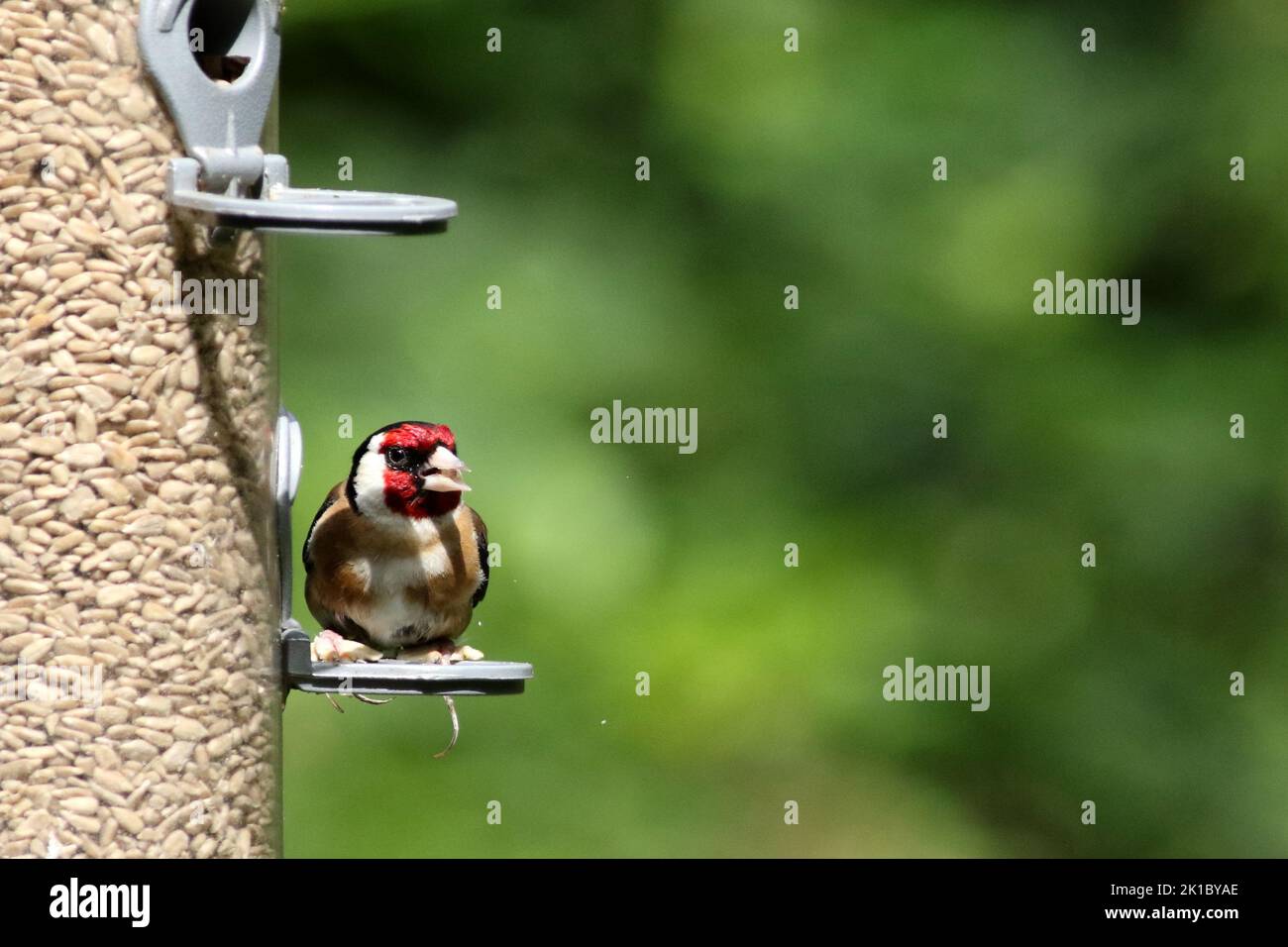 Goldfinch (Carduelis carduelis) sur le mangeoire à oiseaux Banque D'Images