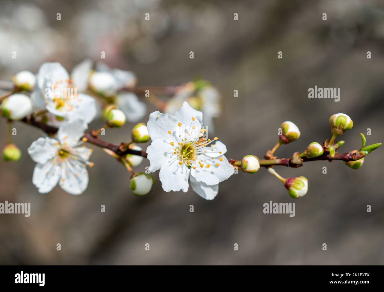 Magnifique arbre en fleurs au printemps Banque D'Images