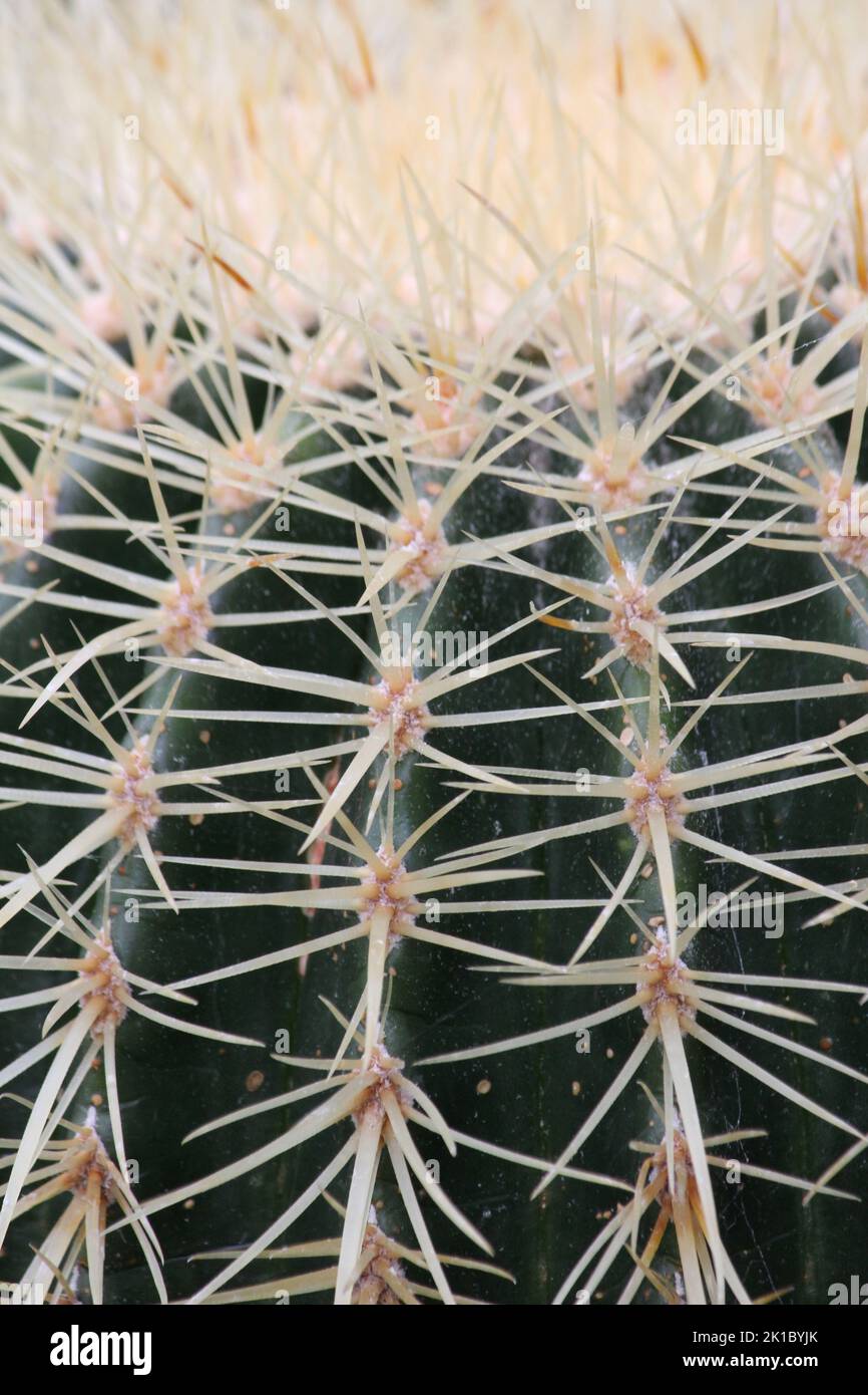 Gros plan des plantes de cactus Banque D'Images