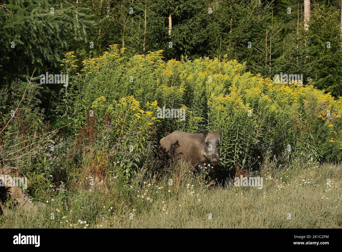 Sanglier (sus scrofa) sanglier d'été fixé entre la verge rouge (Solidago virgaurea) Allgaeu, Bavière, Allemagne Banque D'Images