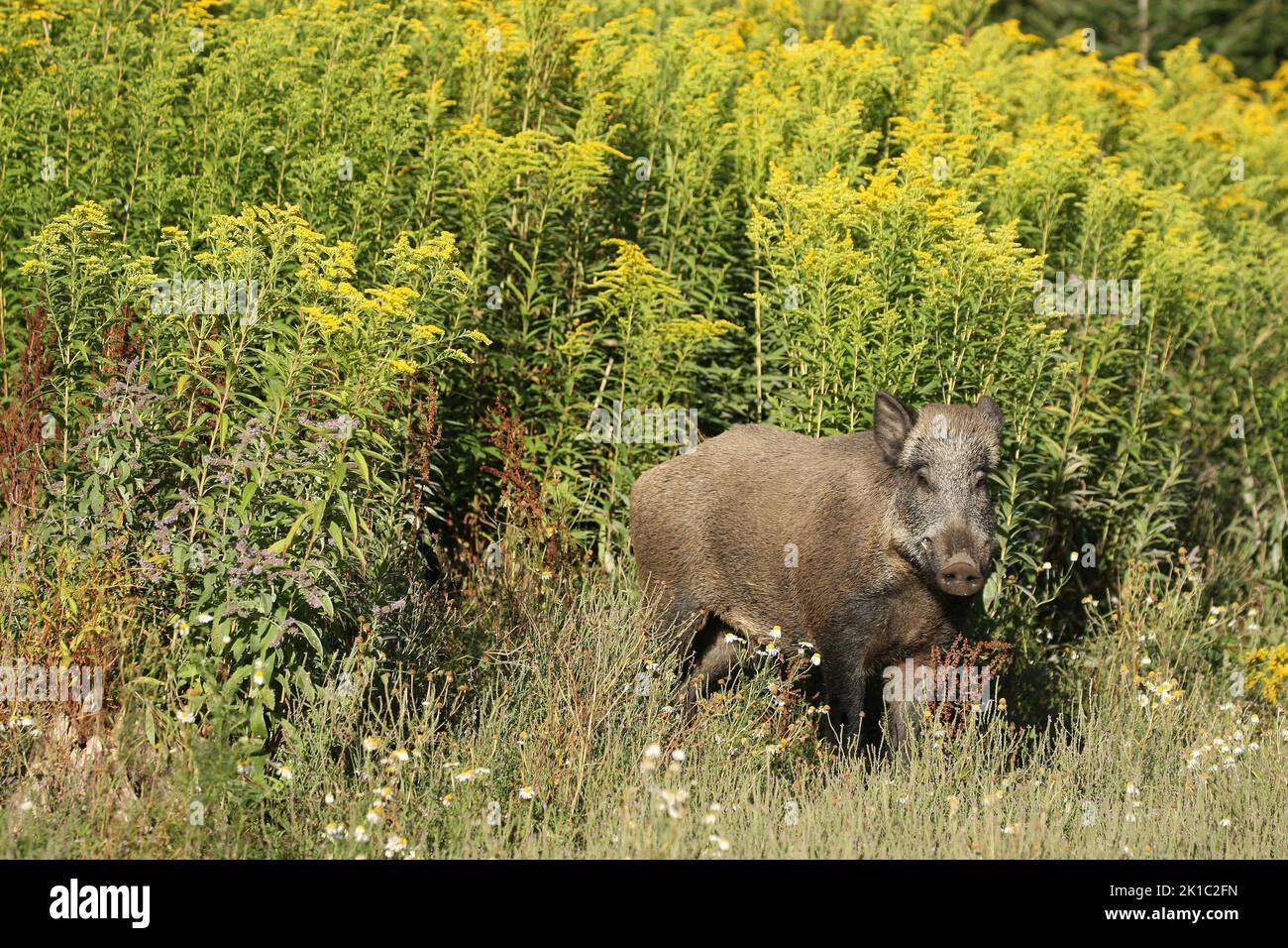 Sanglier (sus scrofa) sanglier d'été en face de la verge rouge (Solidago virgaurea) Allgaeu, Bavière, Allemagne Banque D'Images