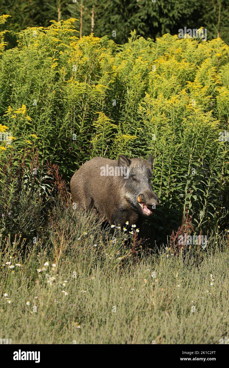 Sanglier (sus scrofa) nourrissant le sanglier d'été parmi la verge rouge (Solidago virgaurea) Allgaeu, Bavière, Allemagne Banque D'Images