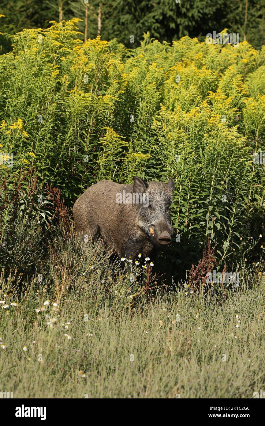 Sanglier (sus scrofa) sanglier d'été fixé entre la verge rouge (Solidago virgaurea) Allgaeu, Bavière, Allemagne Banque D'Images