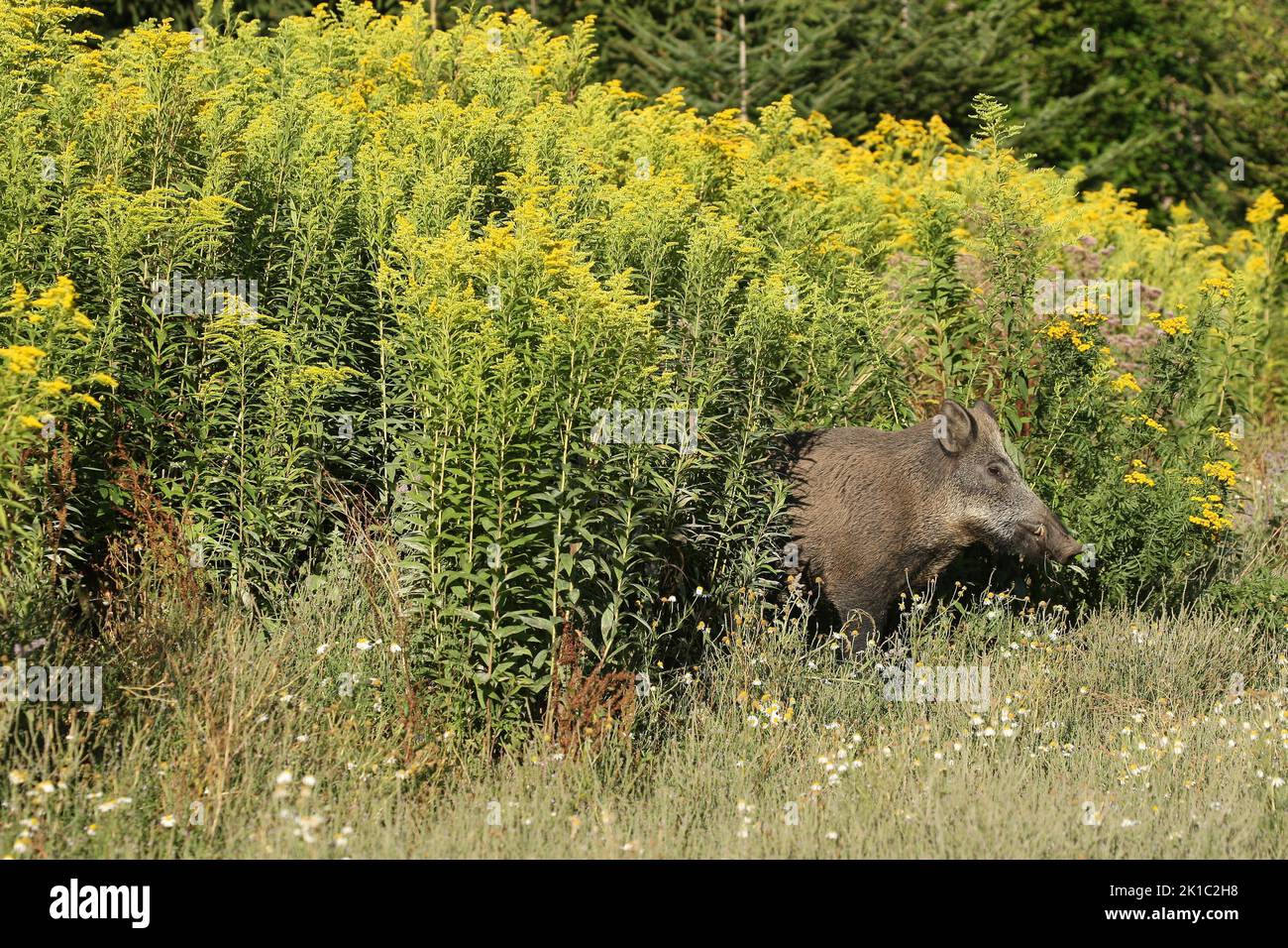 Sanglier (sus scrofa) sanglier d'été fixé entre la verge rouge (Solidago virgaurea) Allgaeu, Bavière, Allemagne Banque D'Images