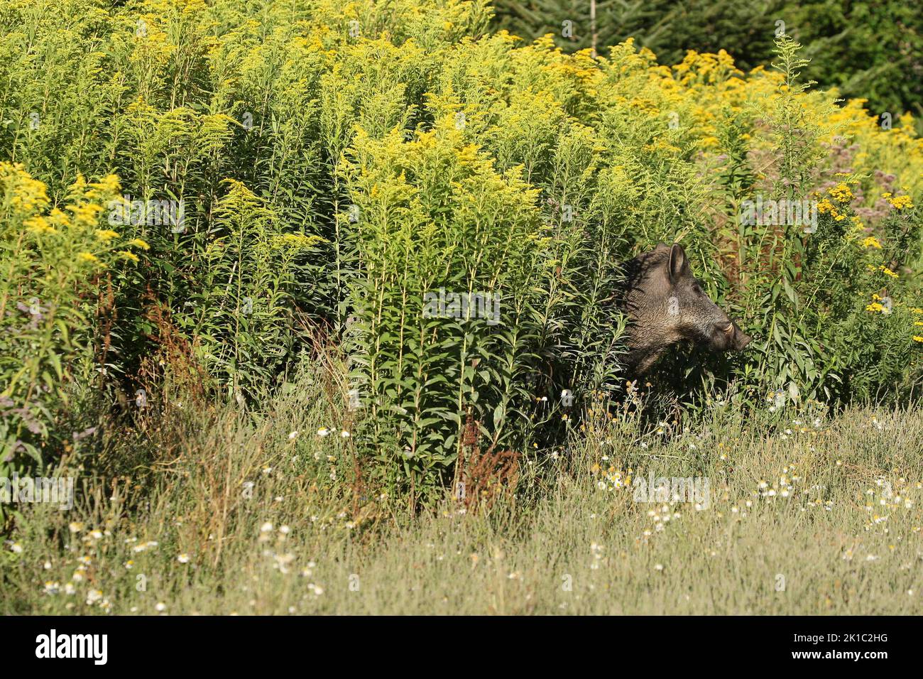 Sanglier (sus scrofa) sanglier d'été fixé entre la verge rouge (Solidago virgaurea) Allgaeu, Bavière, Allemagne Banque D'Images
