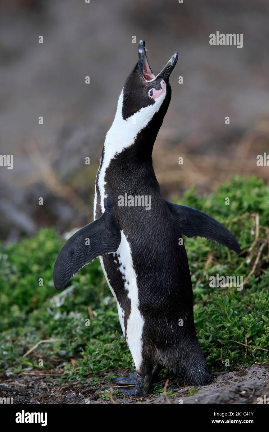 Pingouin africain (Spheniscus demersus), adulte, sur terre, appel, accouplement, Betty's Bay, réserve naturelle de Stony point, Western Cape, Afrique du Sud Banque D'Images