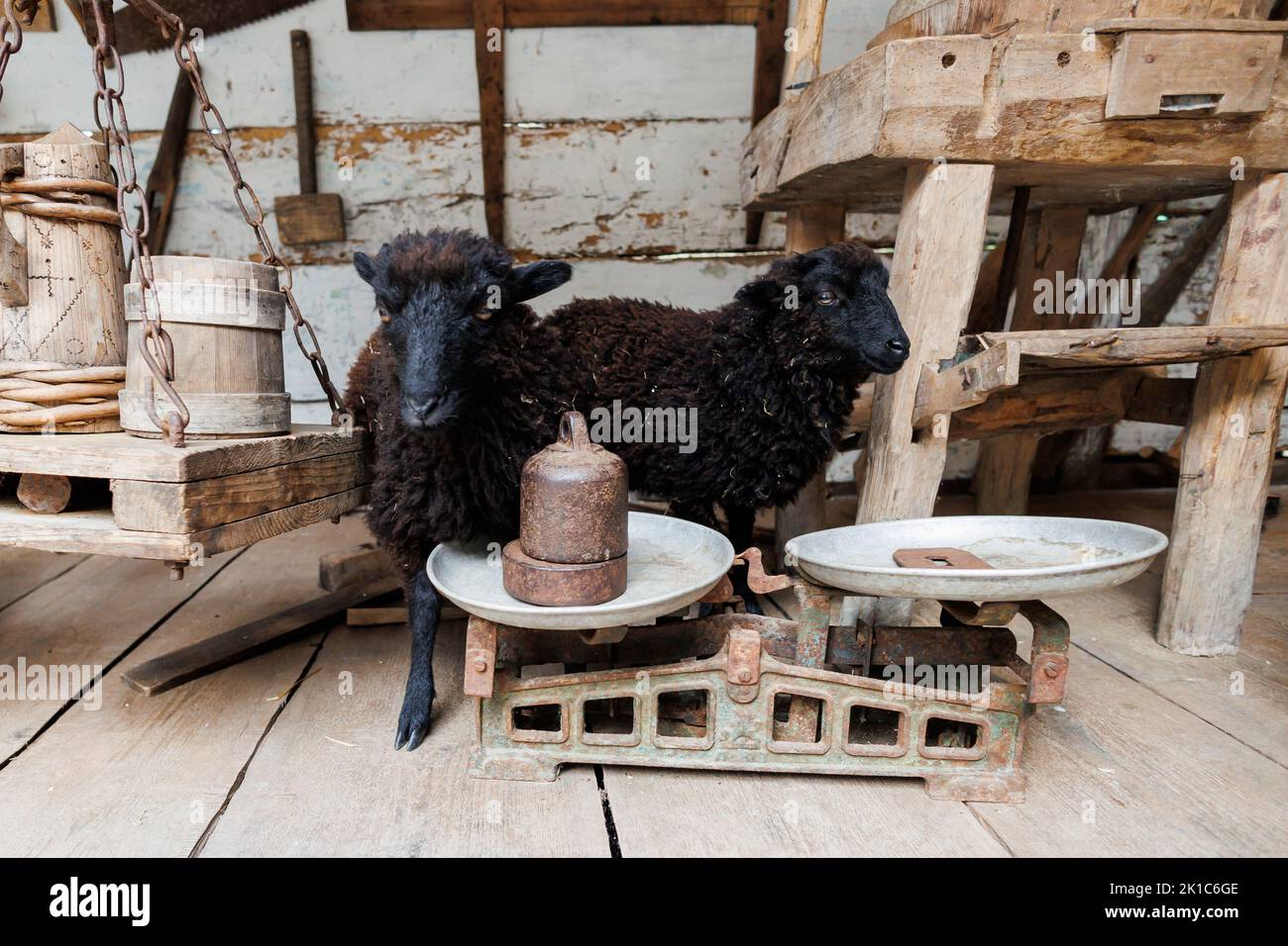 Mouton Ouessant noir - une des plus petites races de moutons au monde. Banque D'Images