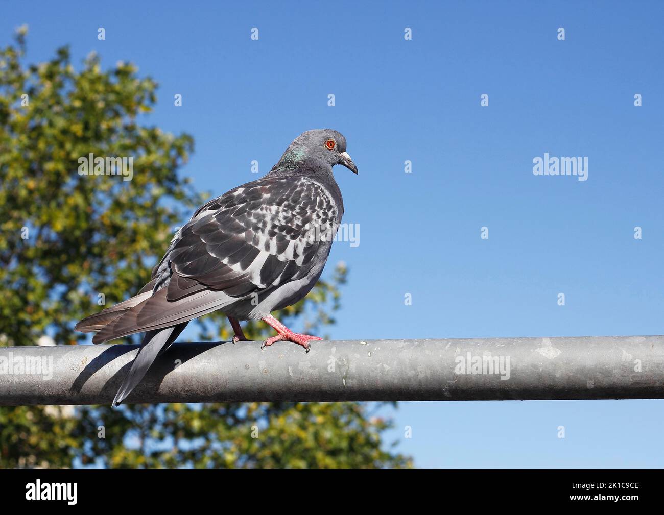 Pigeon domestique de la ville (Columba livia F. domestica) assis sur des rampes, Rhénanie-du-Nord-Westphalie, Allemagne Banque D'Images