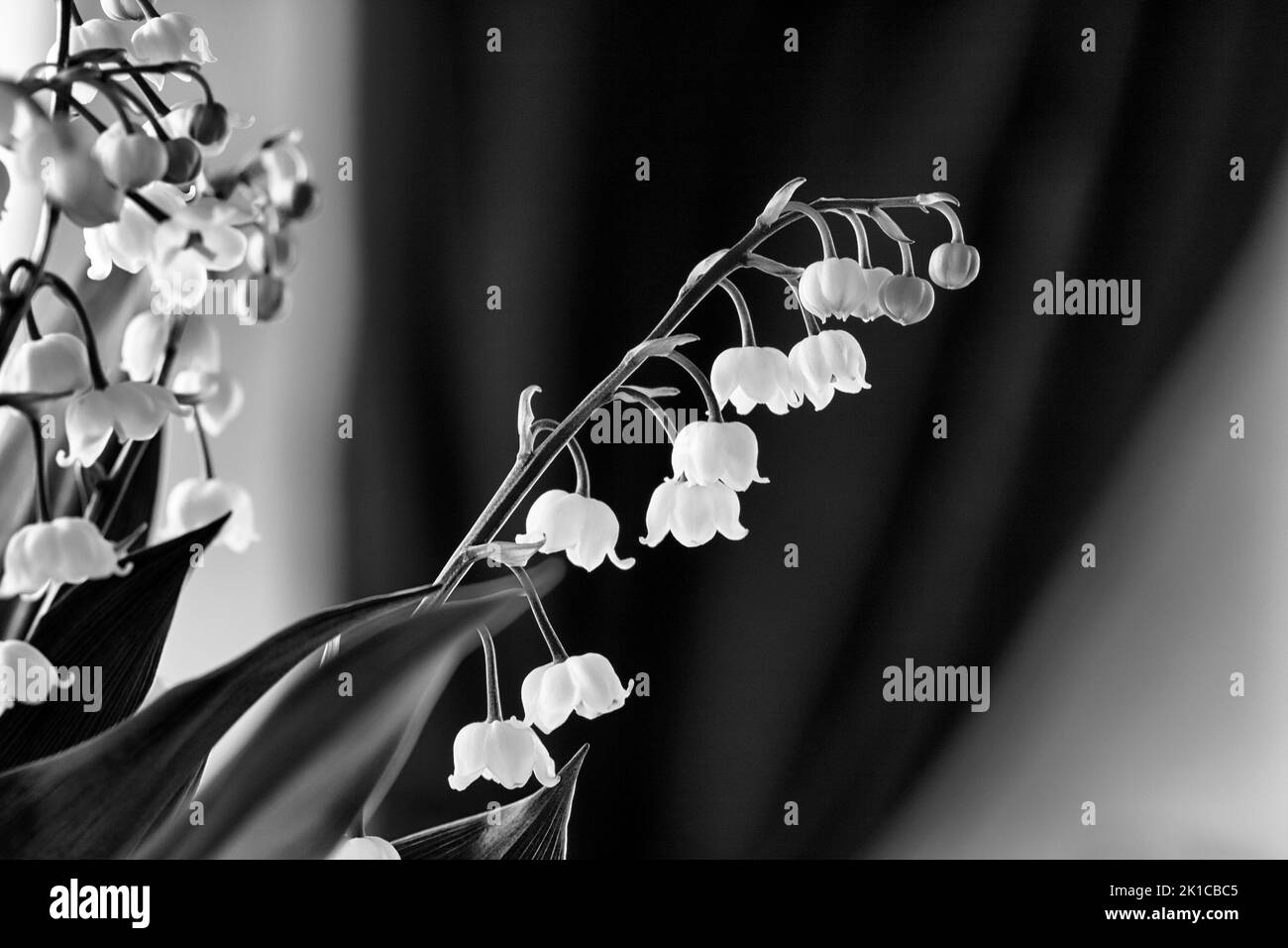 Lily de la vallée (Convallaria majalis), gros plan, photo noir et blanc Banque D'Images