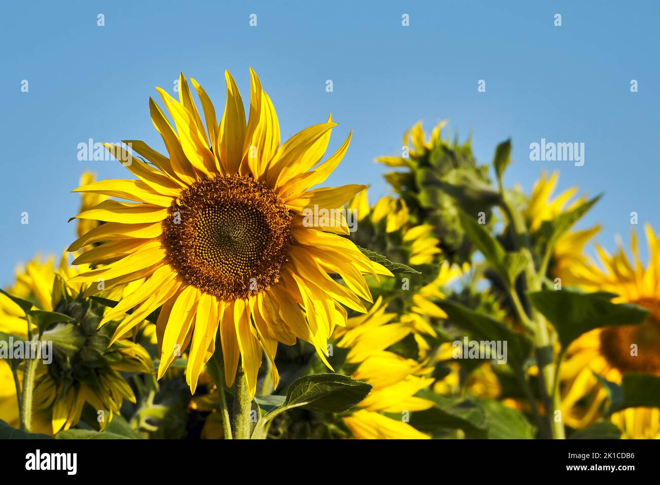 Tournesol (Helianthus annuus), fleurs dans un champ, Fleur, Bedfordshire, Royaume-Uni Banque D'Images