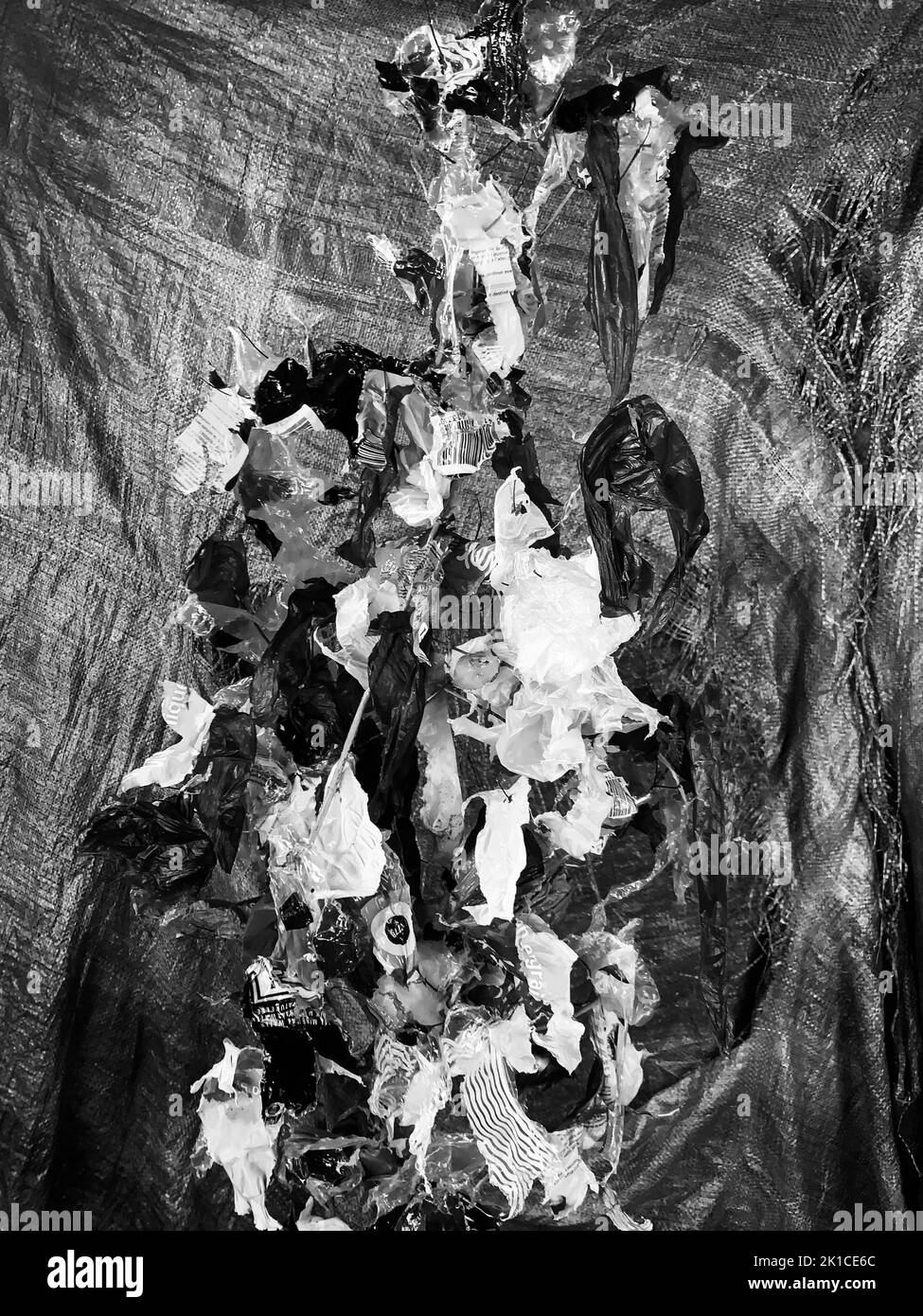 Arbre enveloppé de plastique, vue filtrée numériquement, studio de photographie conceptuel, Lyon, France Banque D'Images