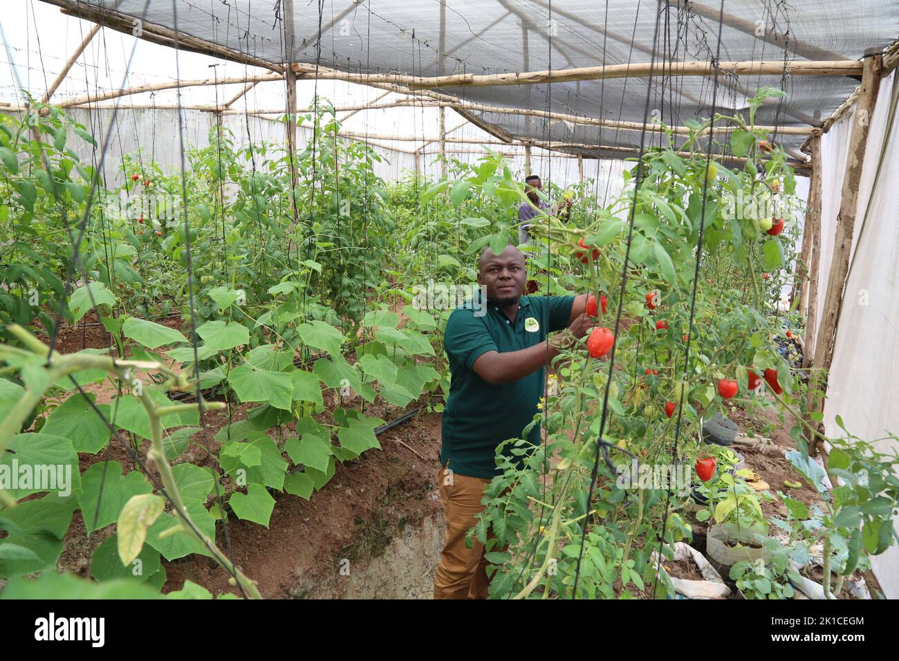 Dar es Salaam, Tanzanie. 16th septembre 2022. George Reuben Sanga vérifie les légumes dans sa maison verte à Dar es Salaam, Tanzanie, 16 septembre 2022. POUR ALLER AVEC "Feature: Le jeune agriculteur tanzanien inspire les jeunes à cultiver l'intérêt pour l'agriculture" crédit: Herman Emmanuel/Xinhua/Alay Live News Banque D'Images