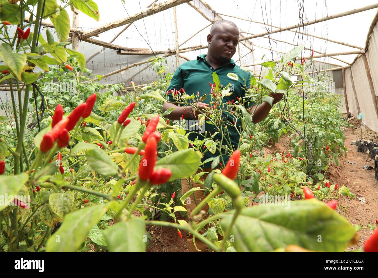 Dar es Salaam, Tanzanie. 16th septembre 2022. George Reuben Sanga vérifie les légumes dans sa maison verte à Dar es Salaam, Tanzanie, 16 septembre 2022. POUR ALLER AVEC "Feature: Le jeune agriculteur tanzanien inspire les jeunes à cultiver l'intérêt pour l'agriculture" crédit: Herman Emmanuel/Xinhua/Alay Live News Banque D'Images