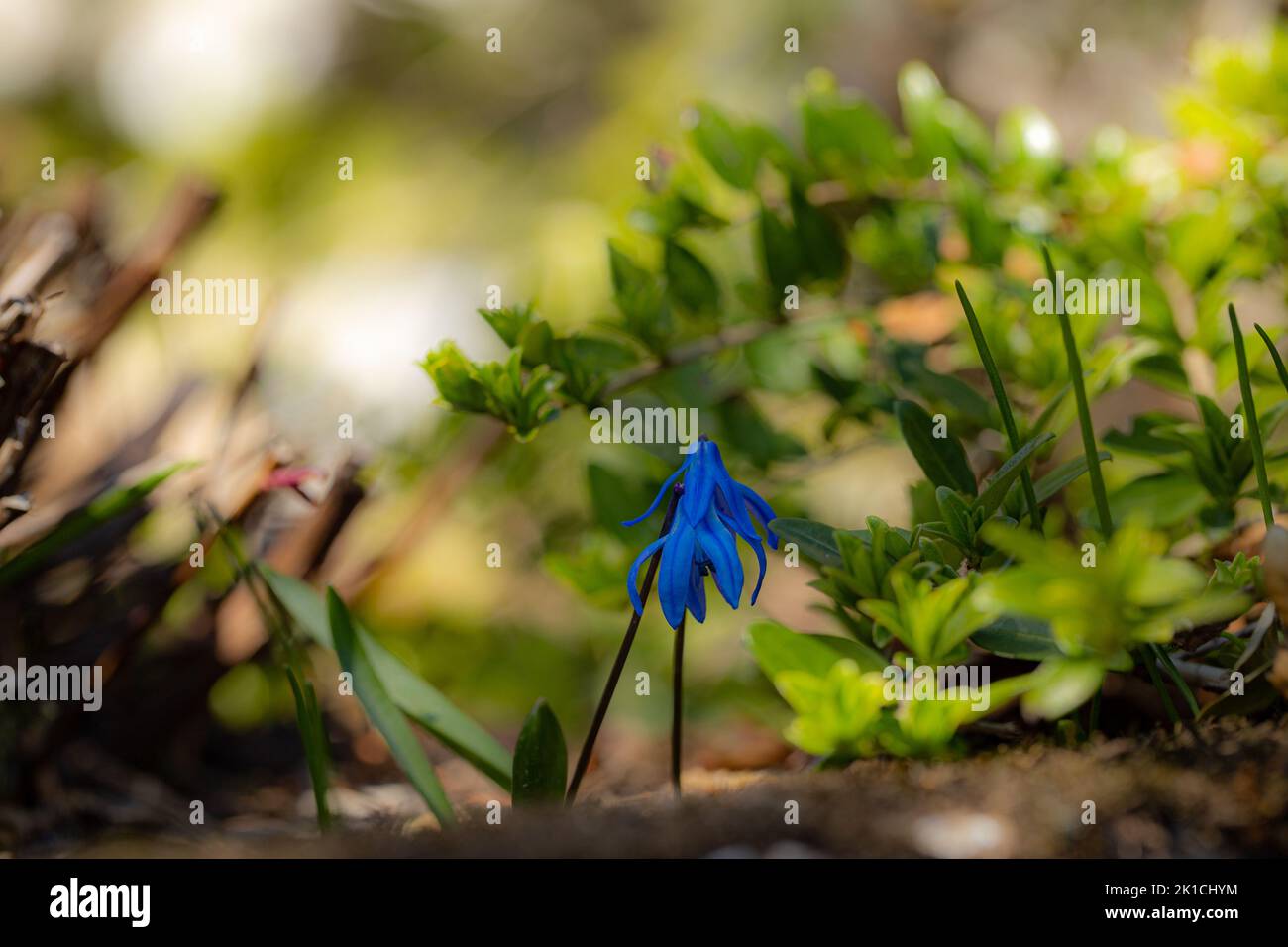 Gros plan de deux fleurs bleues ravissantes et tendres dans la lumière mystique. La perspective verticale donne une humeur mélancolique. Banque D'Images