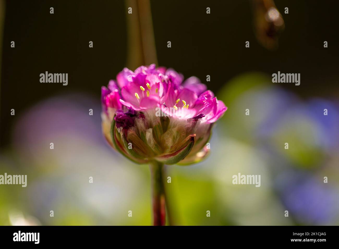 Gros plan d'une fleur droite rose charmante et tendre dans la lumière mystique. Banque D'Images