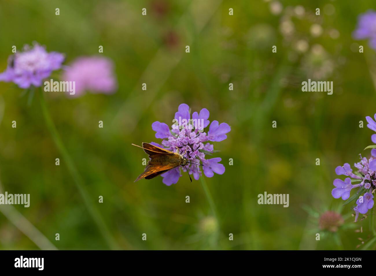 Gros plan d'une prairie maigre avec champ pourpre scabieux et insectes sur un alp en Suisse Valle Maggio. Banque D'Images