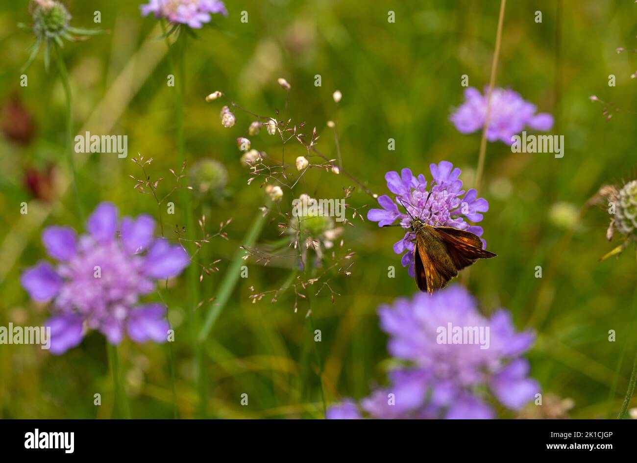 Gros plan d'une prairie maigre avec champ pourpre scabieux et insectes sur un alp en Suisse Valle Maggio. Banque D'Images
