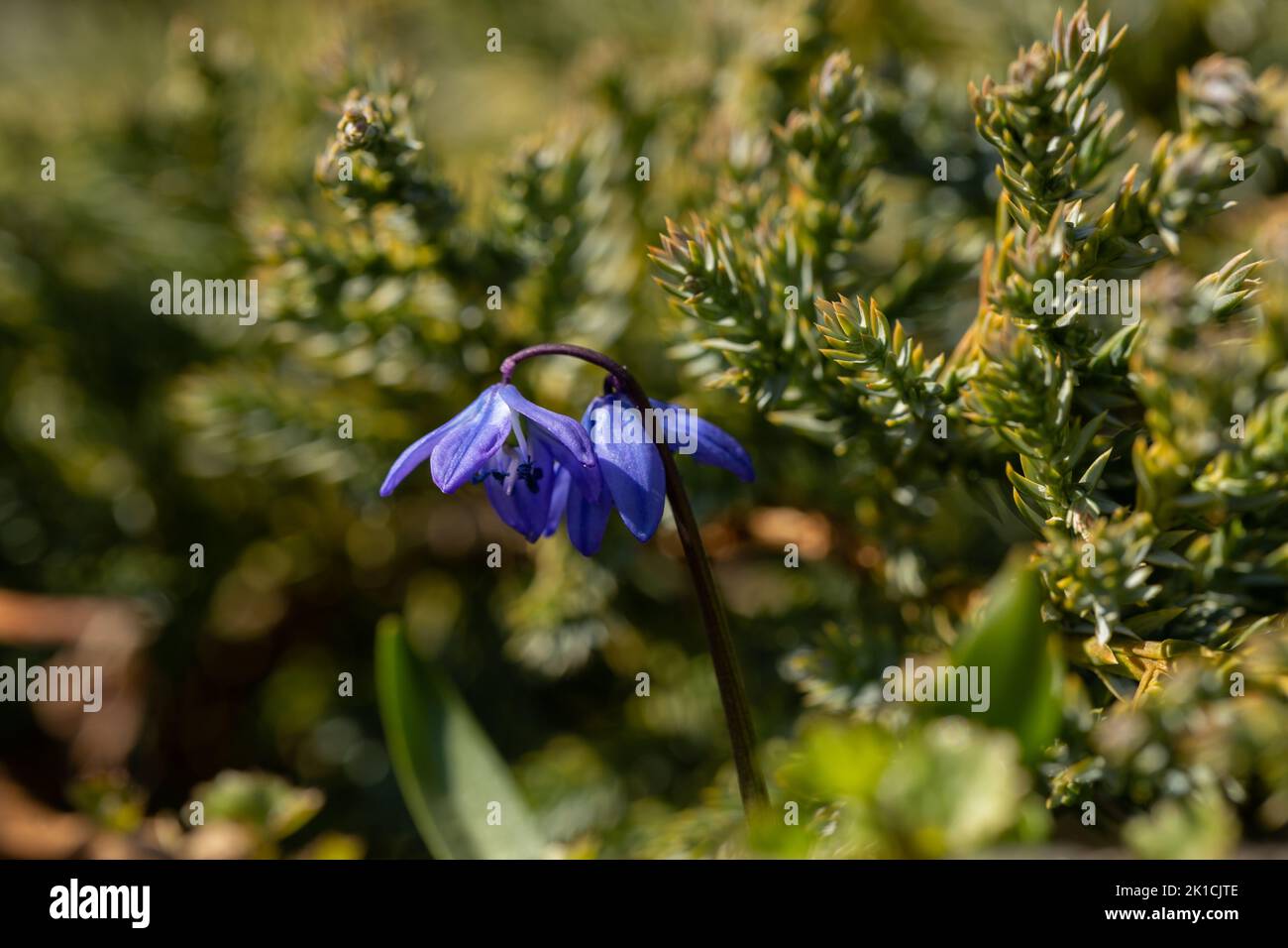 Gros plan de deux fleurs bleues ravissantes et tendres dans la lumière mystique. La perspective verticale donne une humeur mélancolique. Banque D'Images