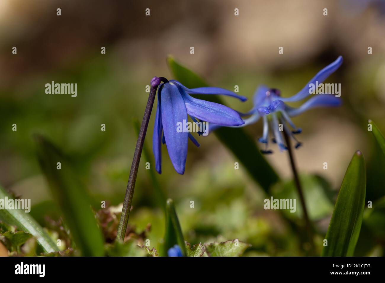 Gros plan de deux fleurs bleues ravissantes et tendres dans la lumière mystique. La perspective verticale donne une humeur mélancolique. Banque D'Images