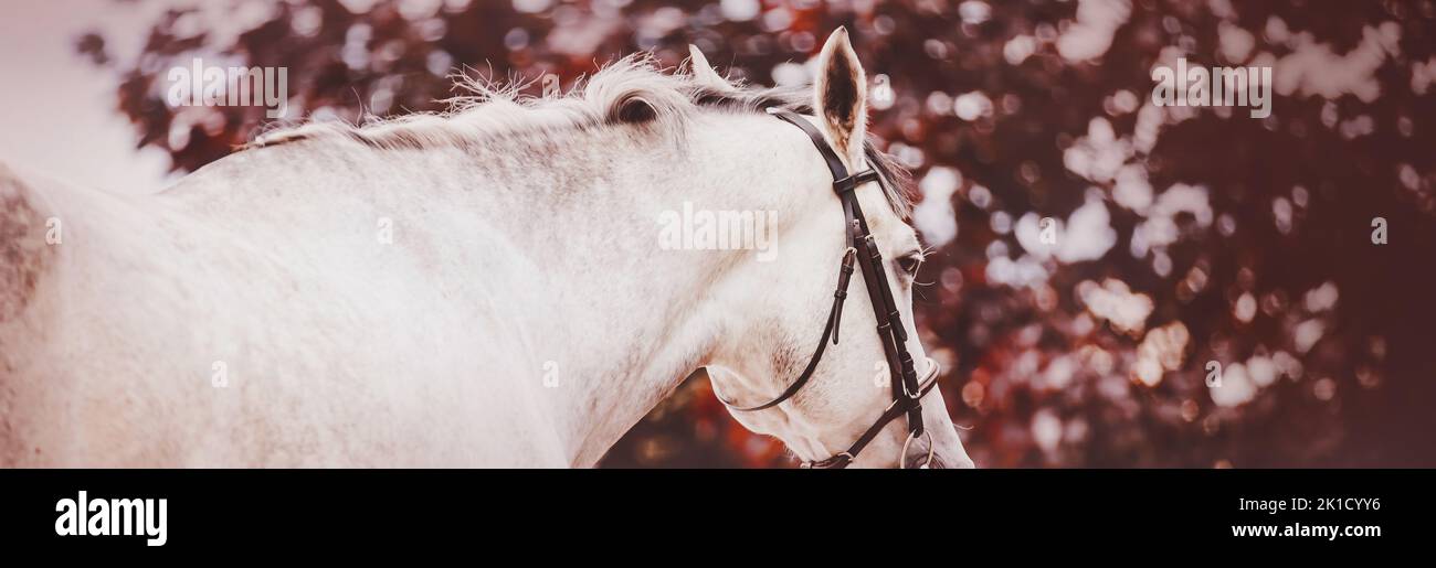 Portrait d'un beau cheval gris à l'effigie sans selle sur un fond de feuilles d'érable rouges, le jour de l'automne. Photos de chevaux. La vie équestre. Banque D'Images