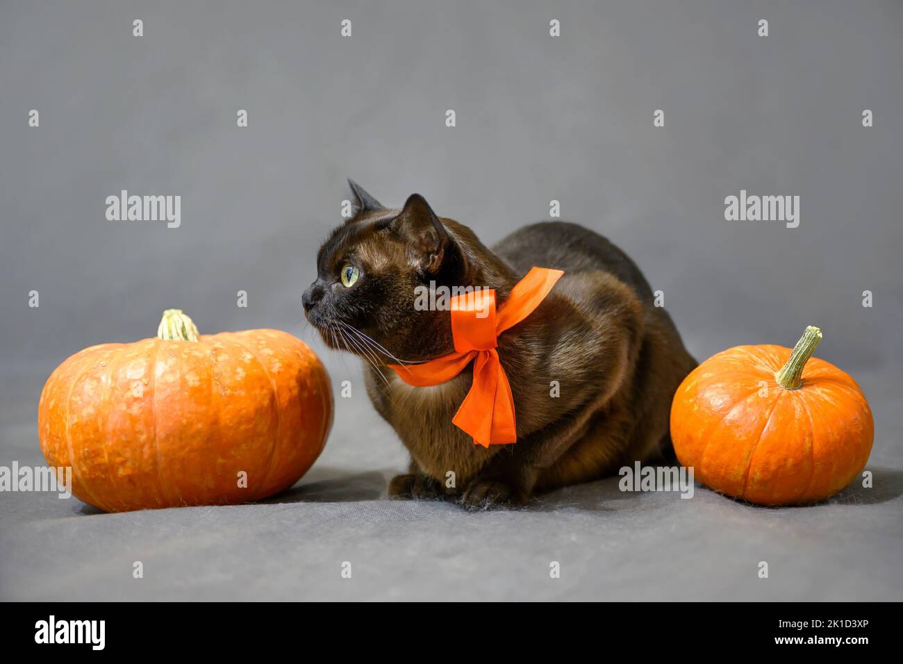 Chat allongé par des citrouilles sur Halloween, mignon chat brun birman avec ruban orange sur fond gris, l'animal regarde loin dans les vacances d'Halloween en studio. Octobre Banque D'Images