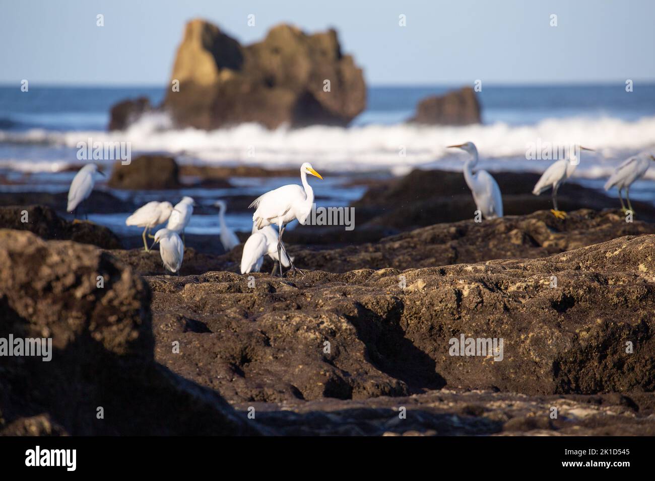 De nombreux hérons blancs sur un matin ensoleillé sur les rochers au bord de la mer avec des vagues à la plage de Nosara péninsule de Nicoya. Banque D'Images