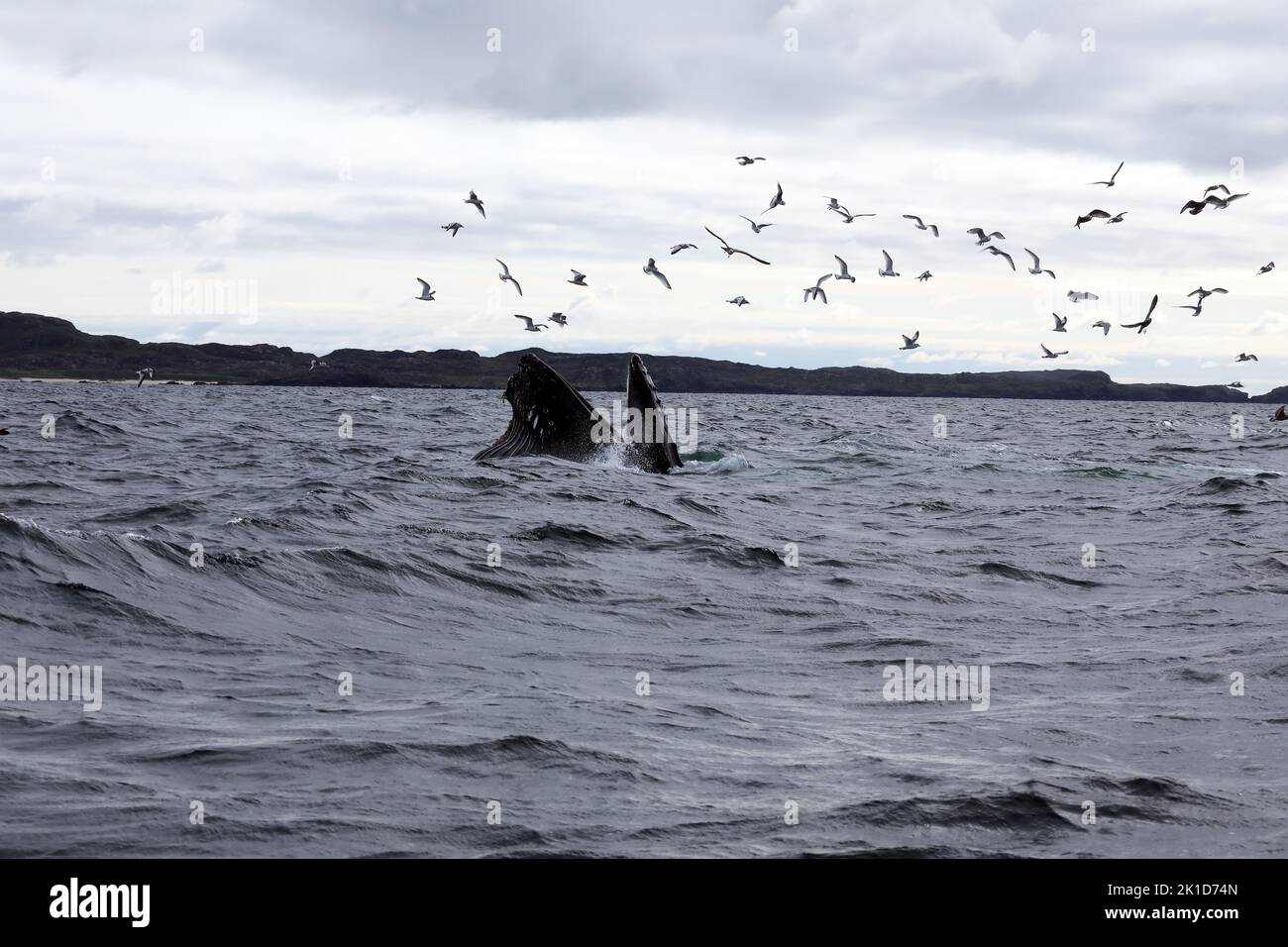17 septembre 2022 île de Mull, Écosse - rare observation de la baleine à bosse au large des îles de Mull et Iona dans les Hébrides intérieures d'Écosse Banque D'Images