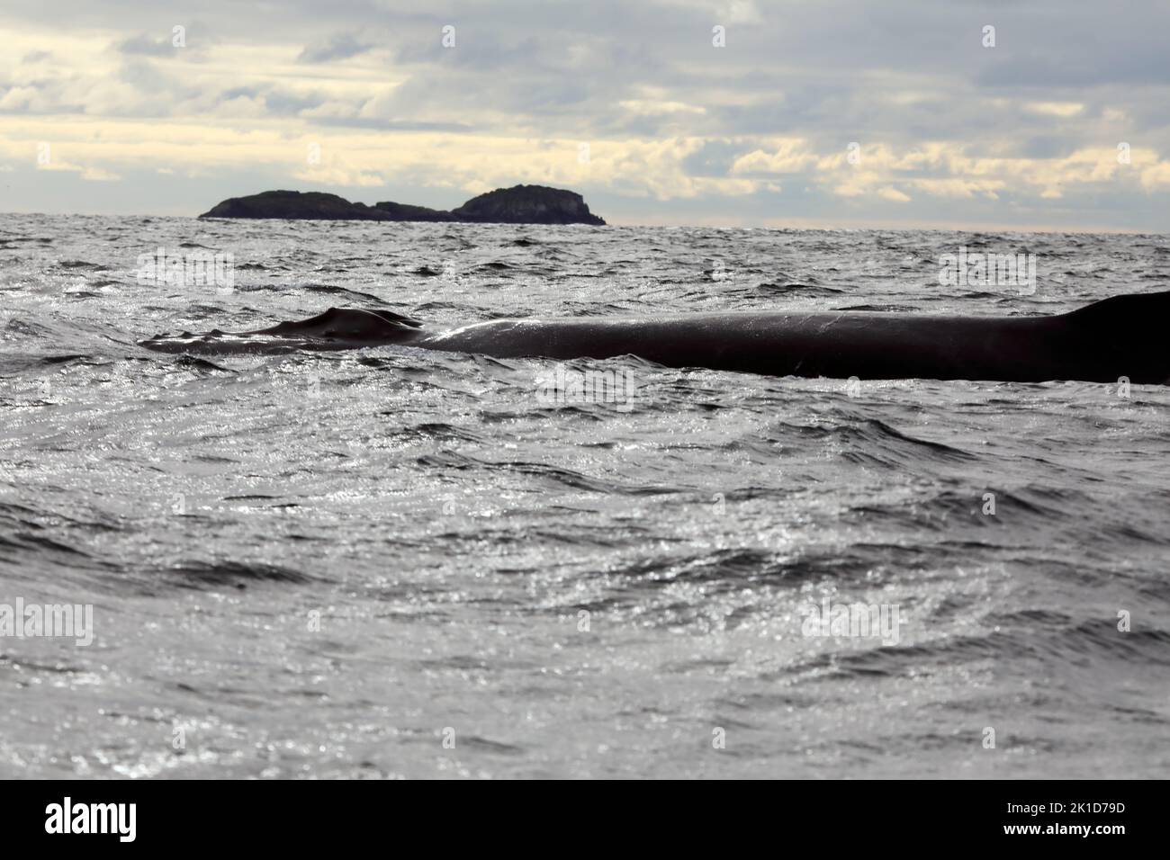 Tête et corps de baleine à bosse au large des îles de Mull & Iona dans les Hébrides intérieures d'Écosse Banque D'Images