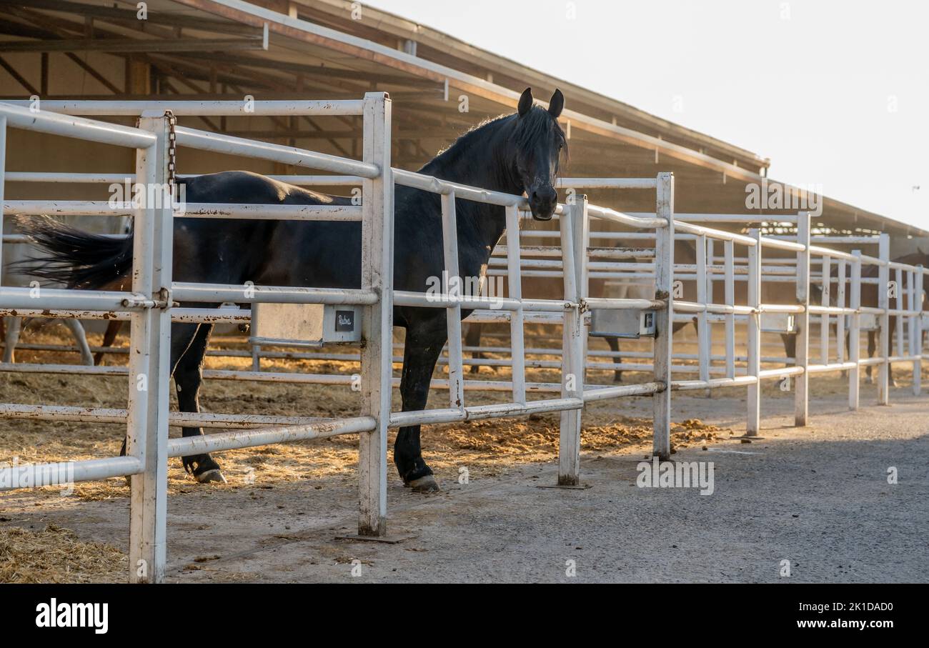 Un beau cheval noir de Frise debout à l'extérieur dans un stand de métal blanc à Madrid, en Espagne Banque D'Images