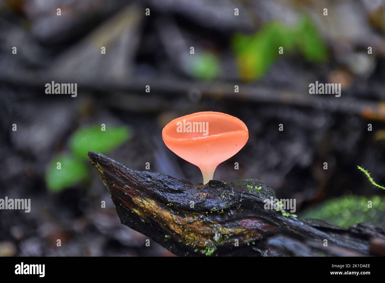 Champignons de Champagne rose, Cookeina speciosa, champignons de la coupe de feu rouge rose, mycélium, dans la forêt tropicale du Costa Rica 2022. Amérique centrale. Banque D'Images