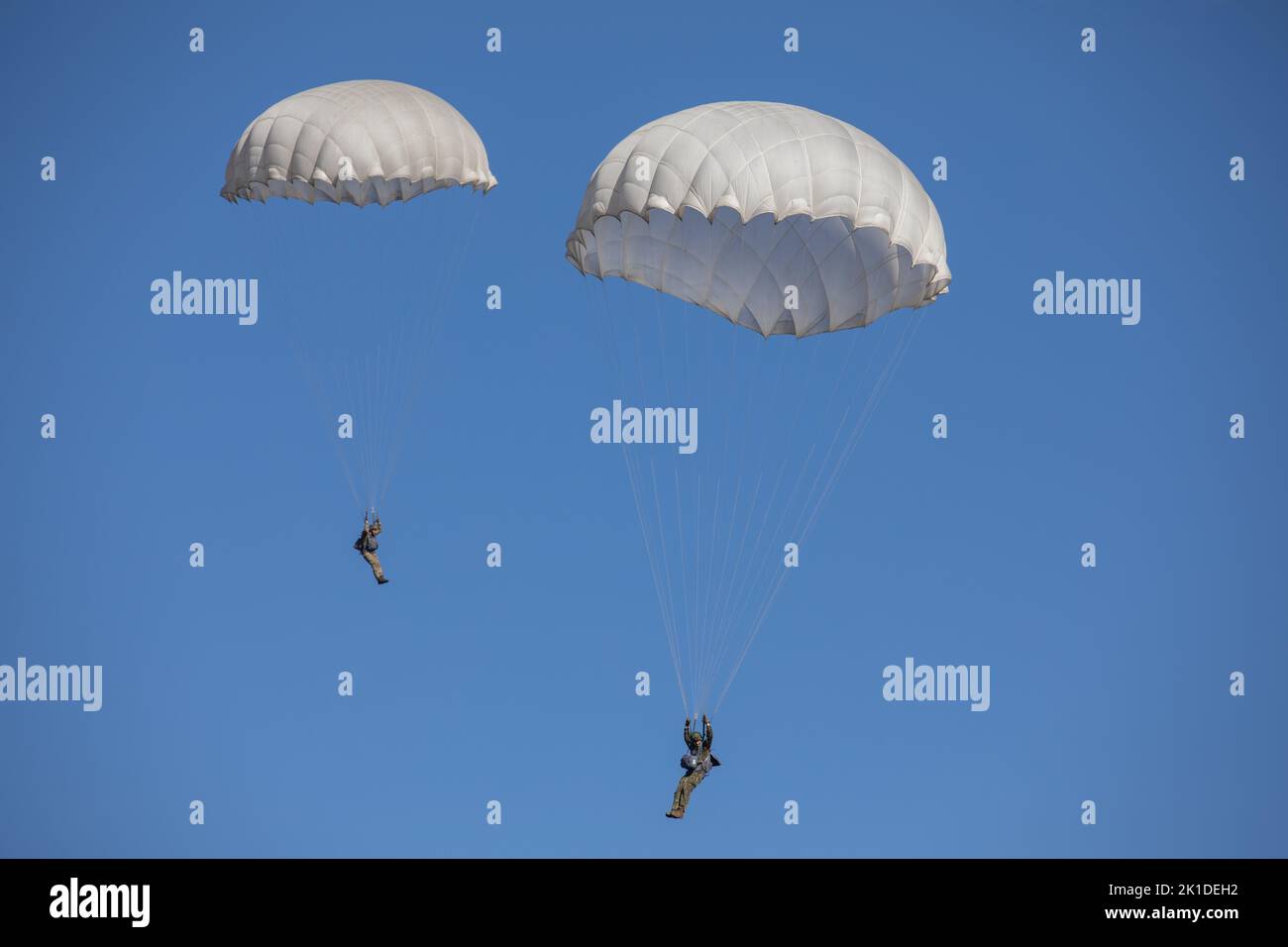 Un groupe de parachutistes américains et européens descend dans la zone de chute à partir d'un avion C-130 utilisant des parachutes européens et T-11 pendant l'exercice Falcon Leap à la zone de chute de Ginkelse Heide, Arnhem, pays-Bas., 17 septembre 2022. Plus de 1000 parachutistes du monde entier, 13 nationalités différentes, plusieurs aéroglisseurs par jour, et entraînement avec d'autres équipements pendant deux semaines. Il s'agit du plus grand exercice technique aéroporté de l'OTAN (États-Unis Photo de la réserve de l'armée par le Sgt. 1st classe Austin Berner) Banque D'Images