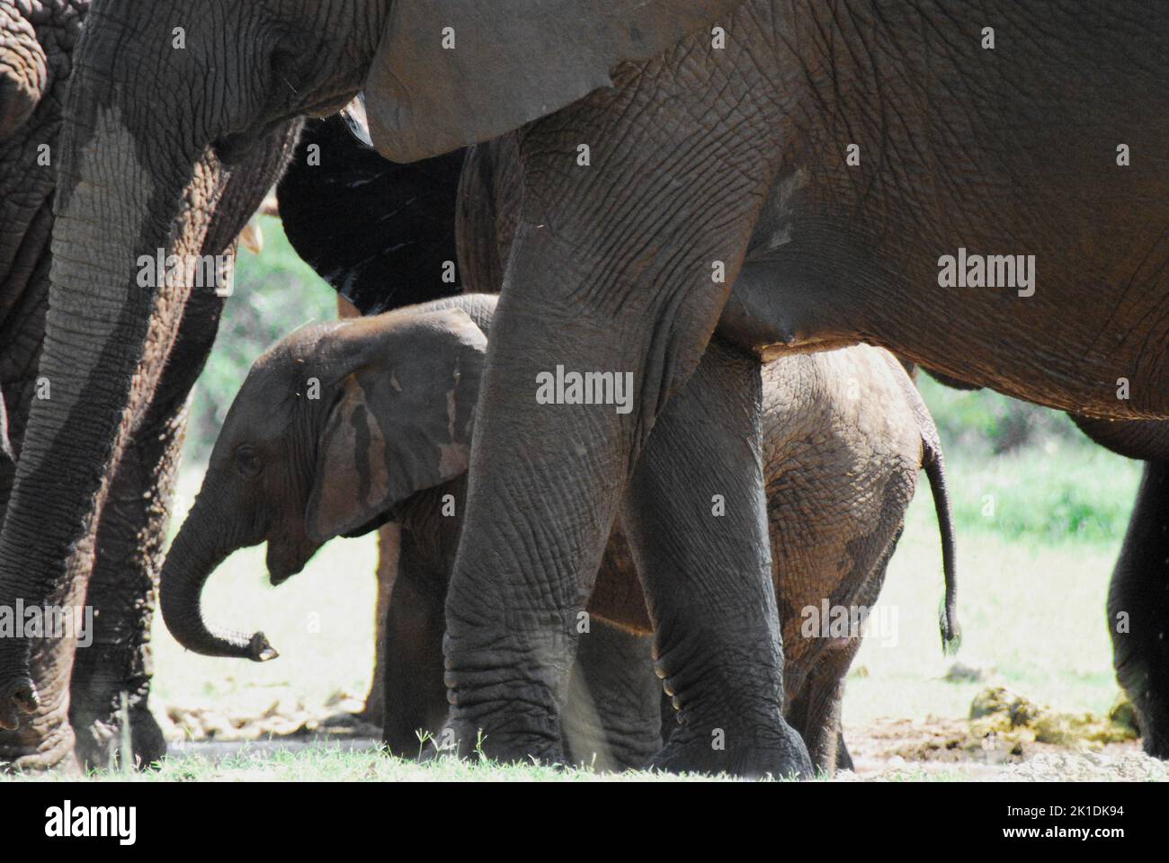 Afrique - gros plan d'une famille d'éléphants sauvages avec un jeune veau marchant entre leurs jambes. Tourné en safari en Afrique du Sud. Banque D'Images
