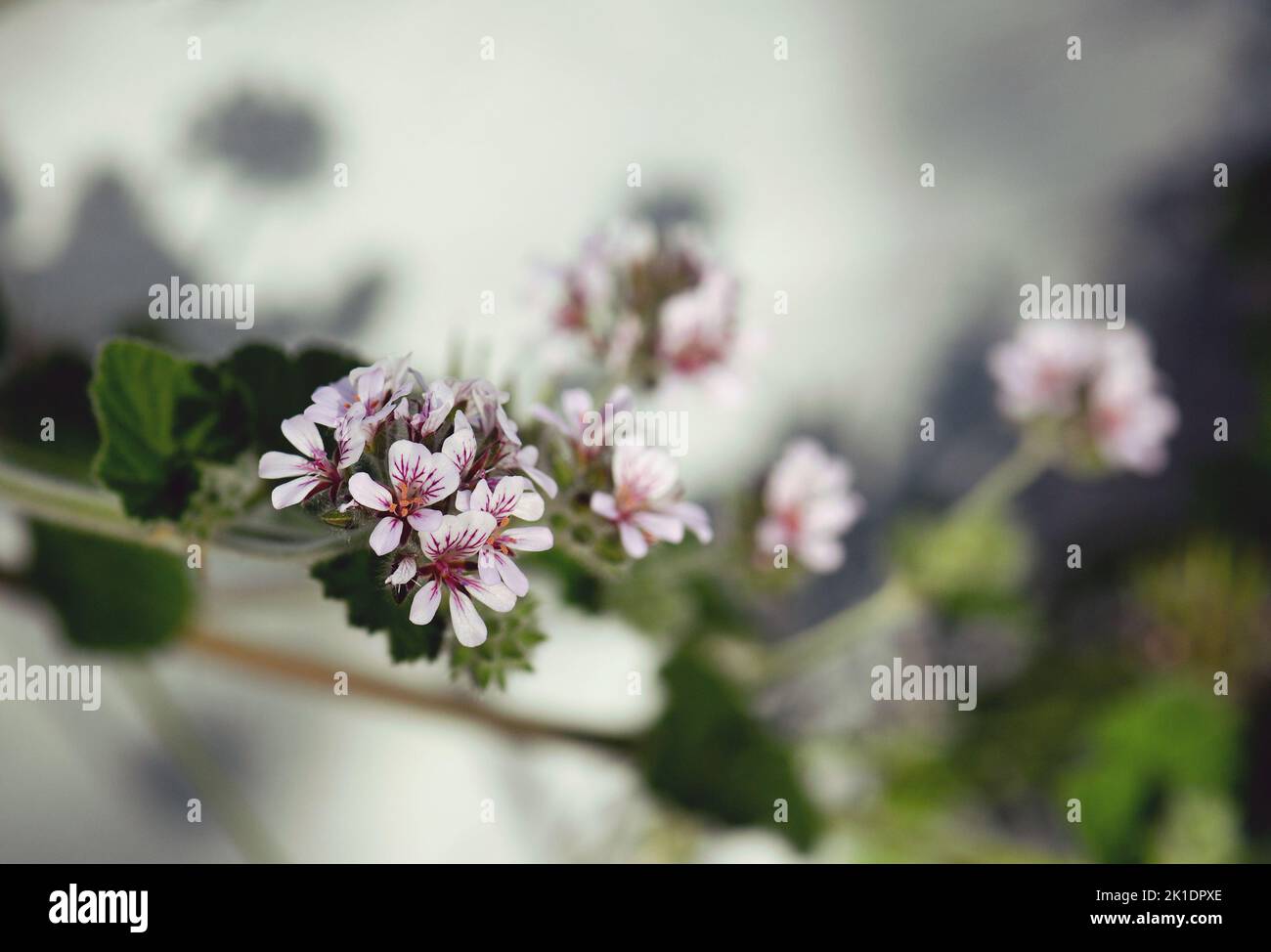 Fleurs pourpres rose pâle du géranium sauvage australien Pelargonium austral, famille des Geraniaceae. Distribution étendue Banque D'Images