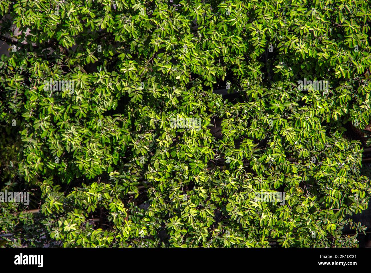 L'amandier quitte l'extérieur à Rio de Janeiro, Brésil. Banque D'Images