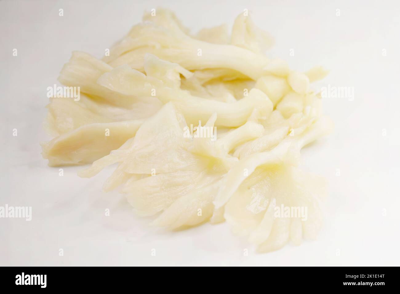 Pleurotus ostreatus, le champignon de l'huître, le champignon de l'huître, ou hiratake, est un champignon comestible commun et est cultivé commercialement dans le monde entier pour la nourriture. Banque D'Images