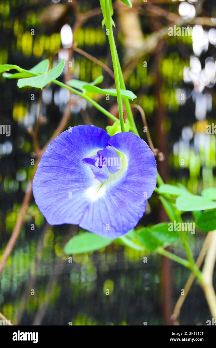 Clitoria ternatea, communément connu sous le nom de ailes de pigeonnets asiatiques, avec un fond de bokeh clair et un arrière-plan terne. Banque D'Images