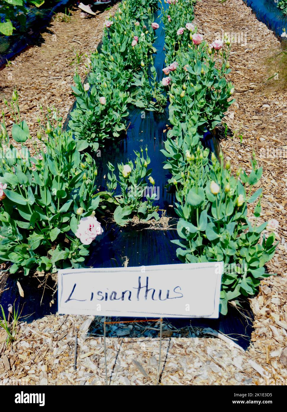 Fleurs gentianes de Lisianthus Prairie Banque D'Images