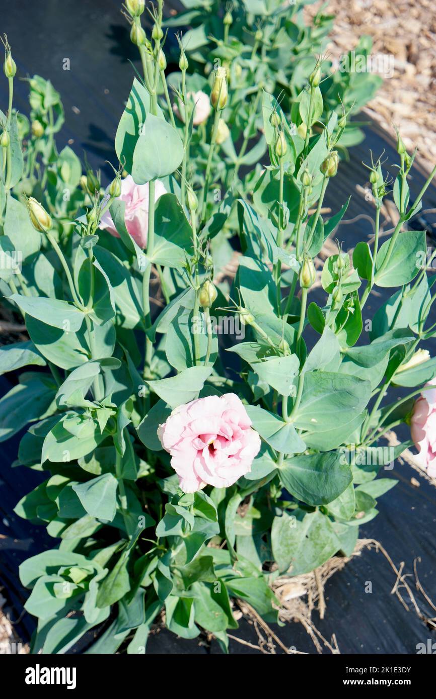 Fleurs gentianes de Lisianthus Prairie Banque D'Images