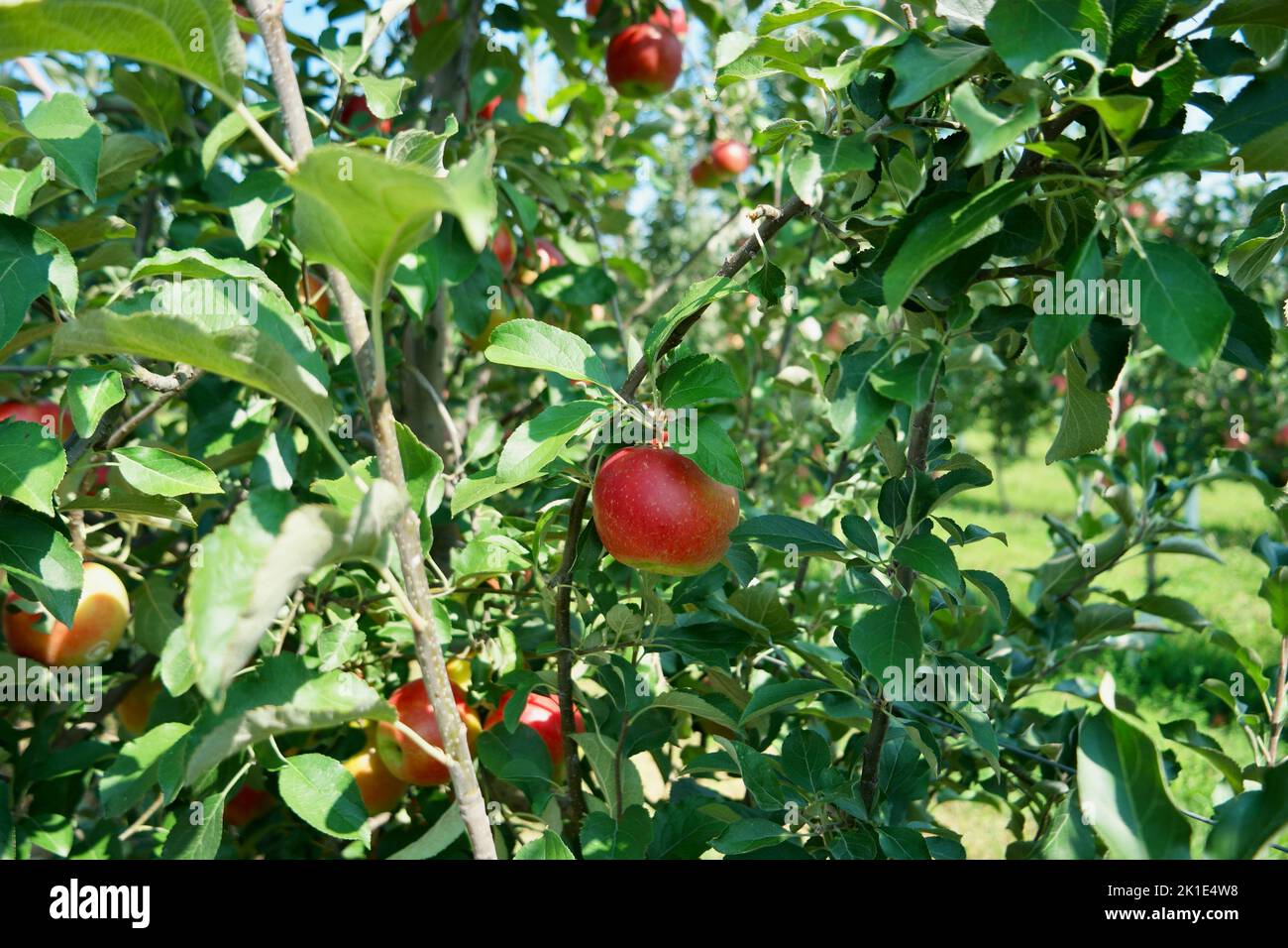 Cueillette de pommes croustillantes cramoisi Banque D'Images