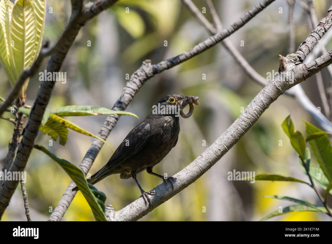 Gros plan sur un oiseau noir commun assis pendant le printemps, le jour ensoleillé Banque D'Images