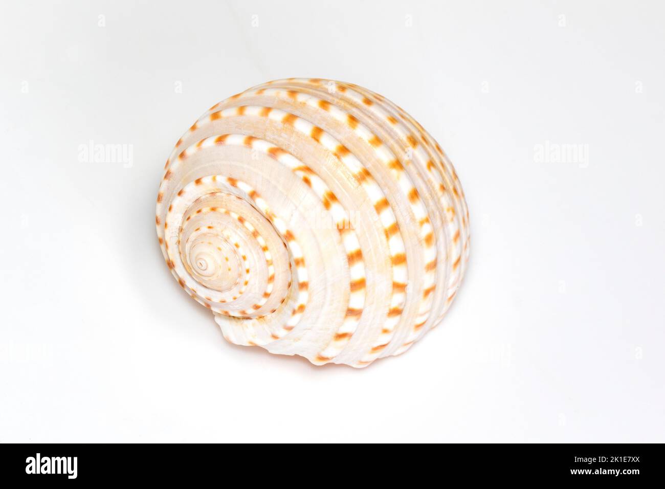 Image de coquillages tonna tesselata sur fond blanc. Animaux sous-marins. Coquillages. Banque D'Images