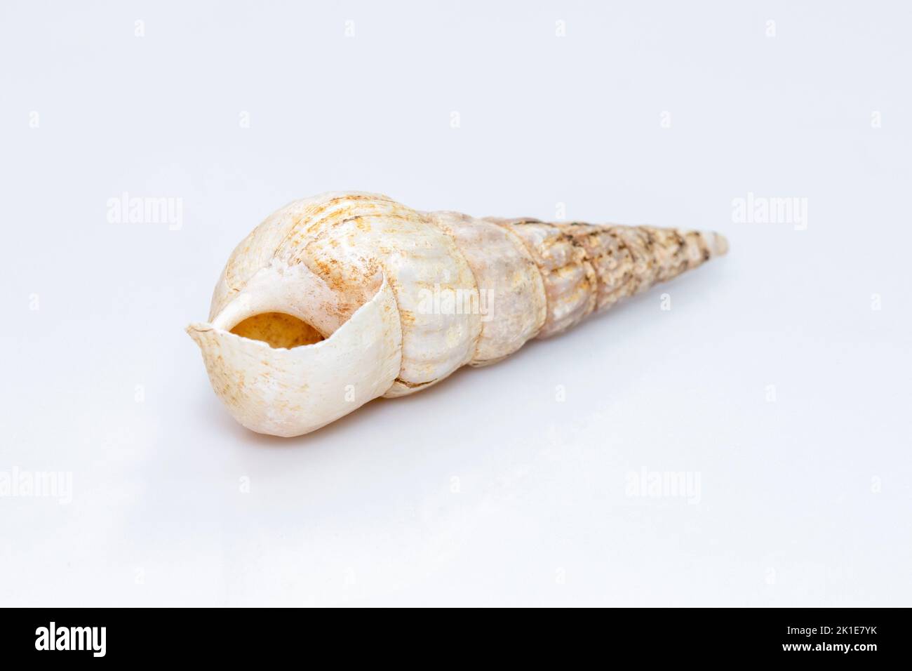 Image de rhinoclavis aspera est une espèce d'escargot de mer, un mollusque de gastropodes marin de la famille des Corithiidae isolés sur fond blanc. Ani sous-marin Banque D'Images