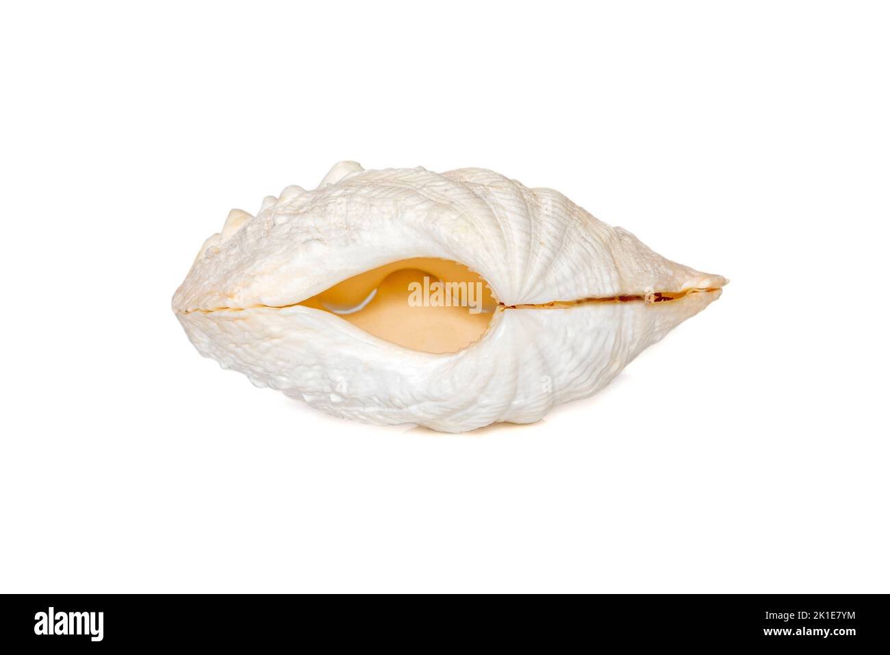 Image de coquillages perlés sur fond blanc. Animaux sous-marins. Coquillages. Banque D'Images