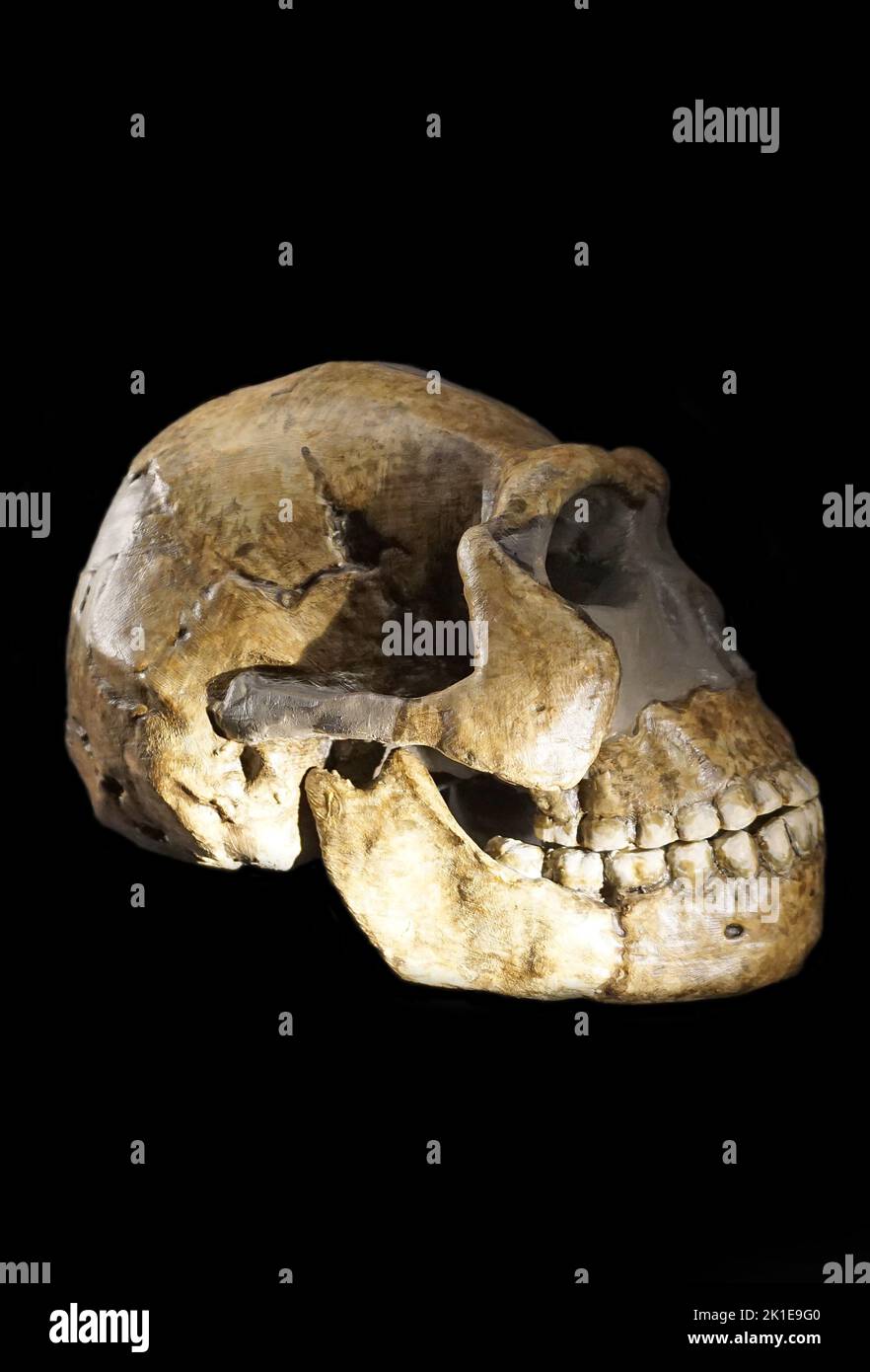 Homo Naledi Skull.Southern Africa.250 000 years ago.Appearance similaire à Homo sapiens moderne mais avec un très petit cerveau.Skull de Rising Star Cave, Afrique australe. Banque D'Images