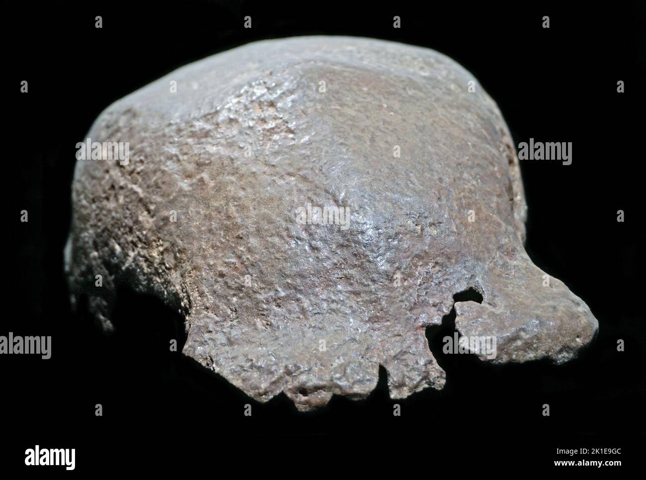 Homo erectus,crâne cap,Trinil,Indonésie. Banque D'Images