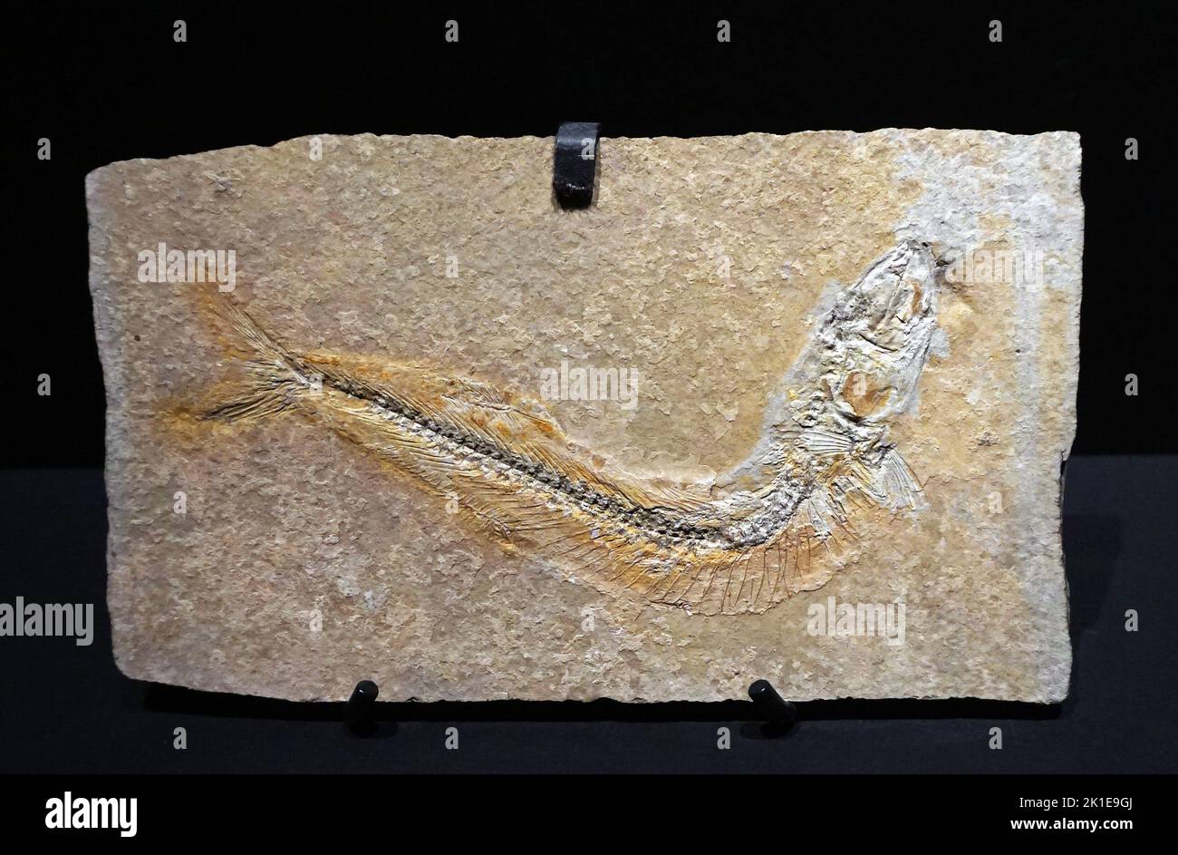 Poisson à finies par rayons Anaethalion knorri.late Jurassic.152,1 - il y a 145 millions d'années. Banque D'Images