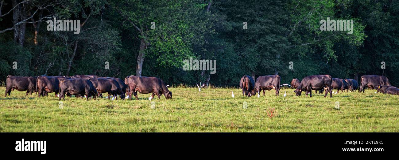 Panorama d'un groupe de vaches Angus paissant en fin d'après-midi entouré d'aigrettes de bétail. Banque D'Images