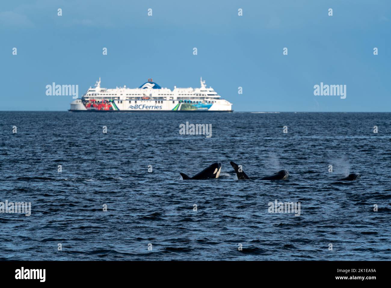 Gousse d'orcas violant avec ferry en arrière-plan. Banque D'Images
