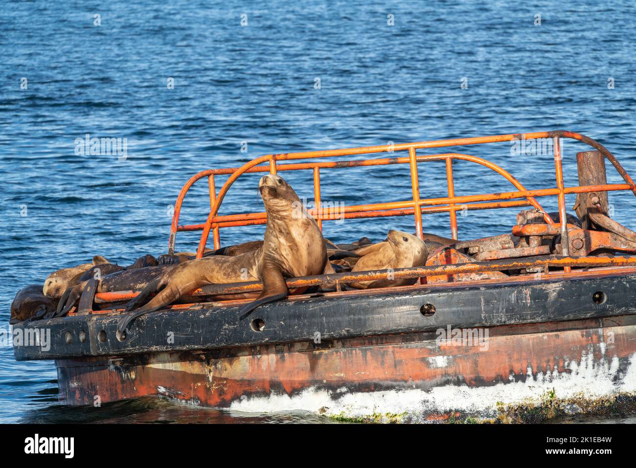 Un groupe de lions de mer de steller repose sur une plate-forme dans l'océan. Banque D'Images