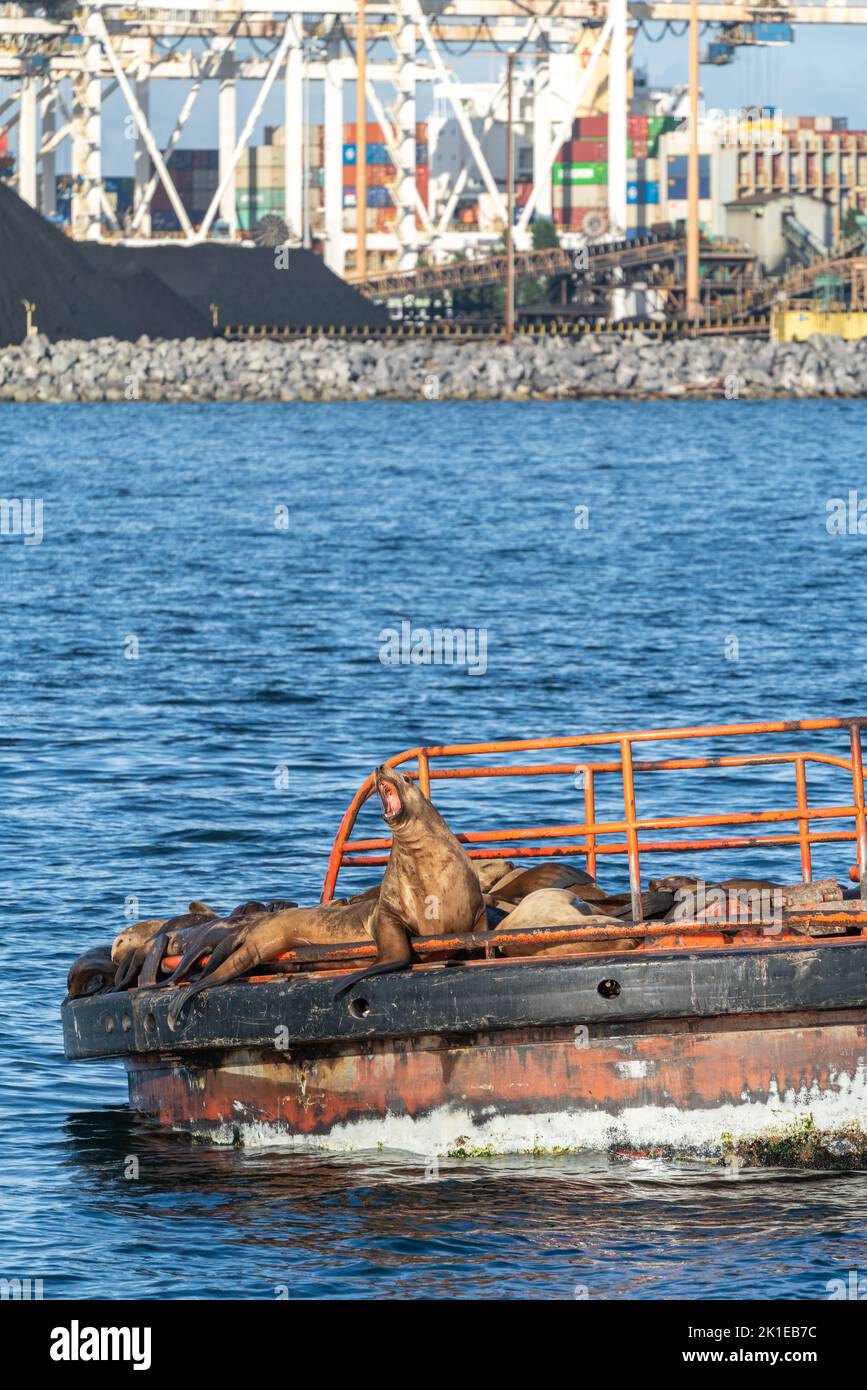 Le lion de mer de Steller avec la bouche ouverte sur la plate-forme dans l'océan avec des piles de gob de charbon dans un chantier naval. Banque D'Images